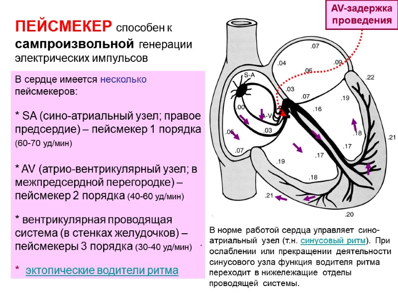 В сердце имеется несколько пейсмекеров:  * SA (сино-атриальный узел; правое предсердие) – пейсмекер